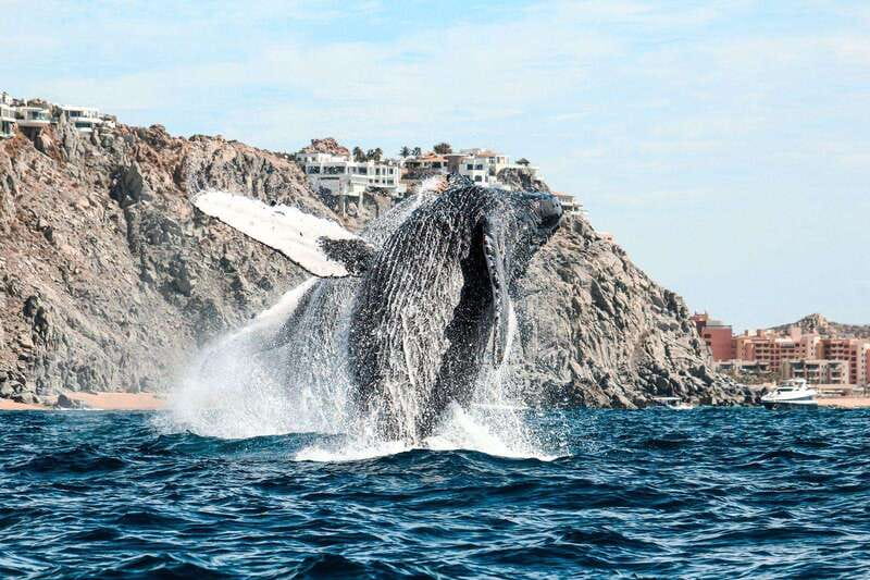 Cabo San Lucas: Up-Close Whale Watching Small-Group Tour - Guides who add more than directions