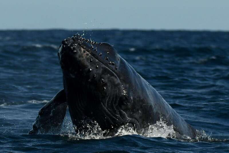 Cabo San Lucas: Up-Close Whale Watching Small-Group Tour - What the small group changes