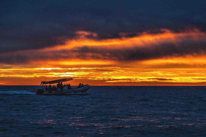 Cabo San Lucas: Up-Close Whale Watching Small-Group Tour - Is $115 a fair price?