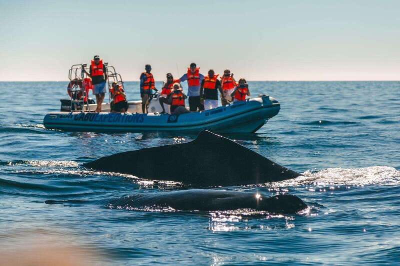 Cabo San Lucas: Up-Close Whale Watching Small-Group Tour - Timing, weather, and what to wear