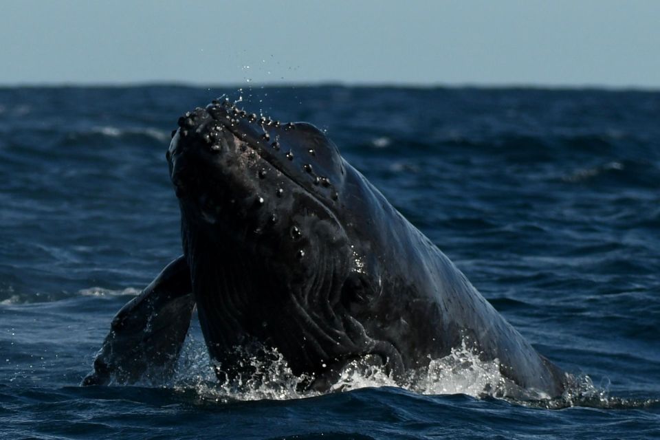Cabo San Lucas: Up-Close Whale Watching Small-Group Tour - Who should book this Cabo excursion?