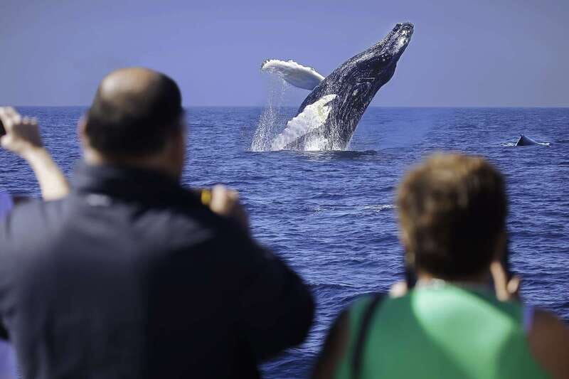 Cabo San Lucas: Whale Watching Breakfast Cruise - A breakfast cruise with a whale-watching bonus