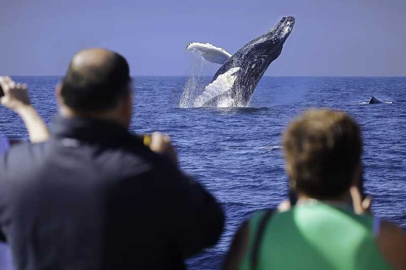 Cabo San Lucas: Whale Watching Breakfast Cruise - Breakfast includes plenty of Mexican comfort food