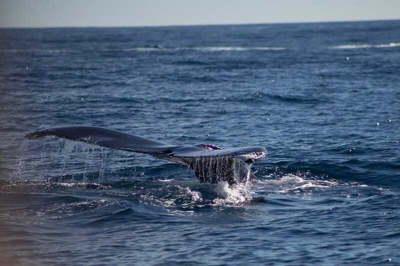 Cabo San Lucas: Whale Watching Breakfast Cruise - The marine biologist adds meaning to the sightings