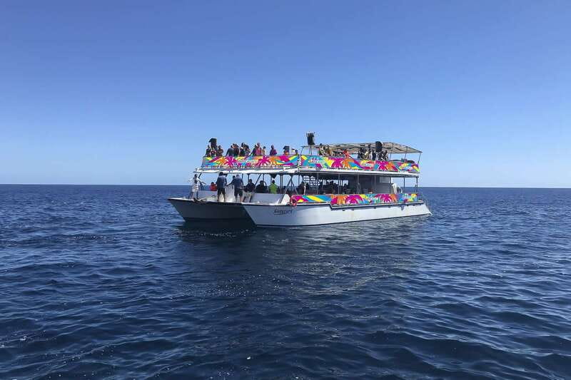 Cabo San Lucas: Whale Watching Breakfast Cruise - The $99 price and what you receive