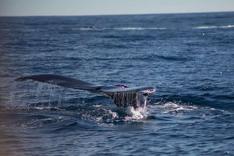 Cabo San Lucas: Whale Watching Breakfast Cruise - Meeting the boat at La Terminal de Cabo