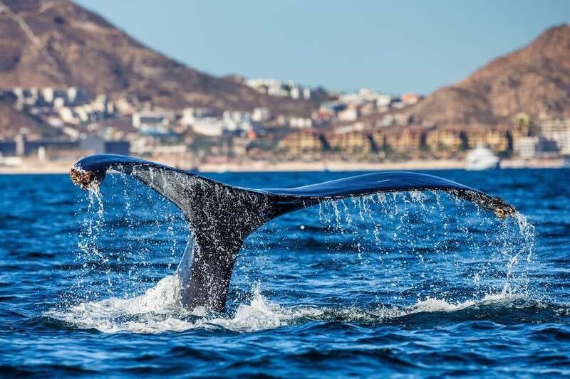 Cabo San Lucas: Whale Watching Catamaran Experience - The main hour: searching for Baja’s whales