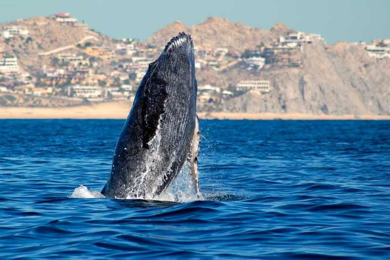 Cabo San Lucas: Whale Watching Catamaran Experience - What the crew adds to the outing
