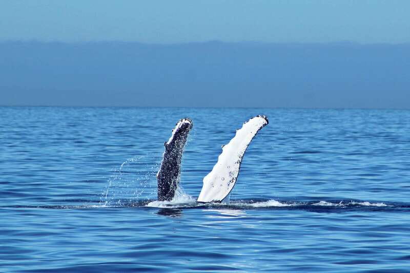 Cabo San Lucas: Whale Watching Experience on Catamaran - Key points at a glance