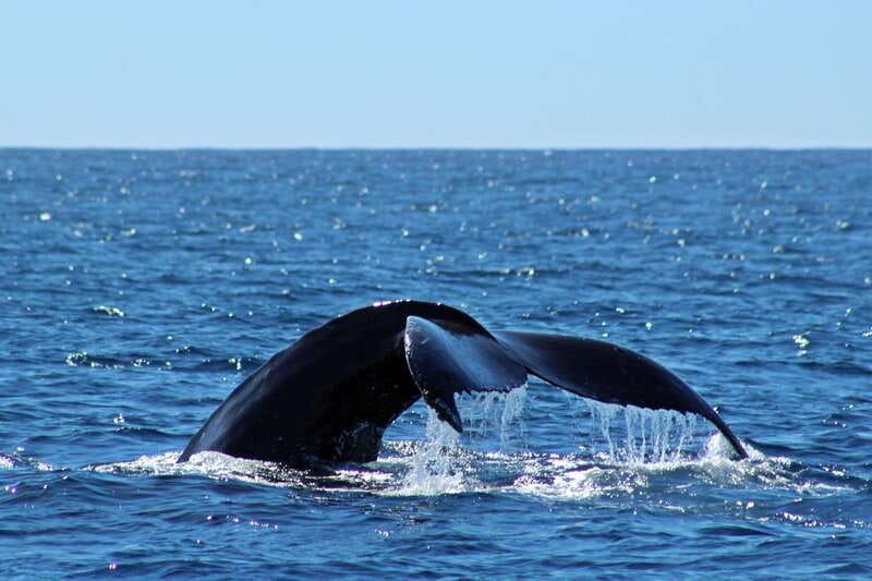 Cabo San Lucas: Whale Watching Experience on Catamaran - Hearing whales in the Pacific near Cabo