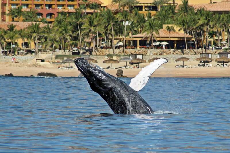 Cabo San Lucas: Whale Watching Experience on Catamaran - The Arch, Lovers Beach, and Lands End
