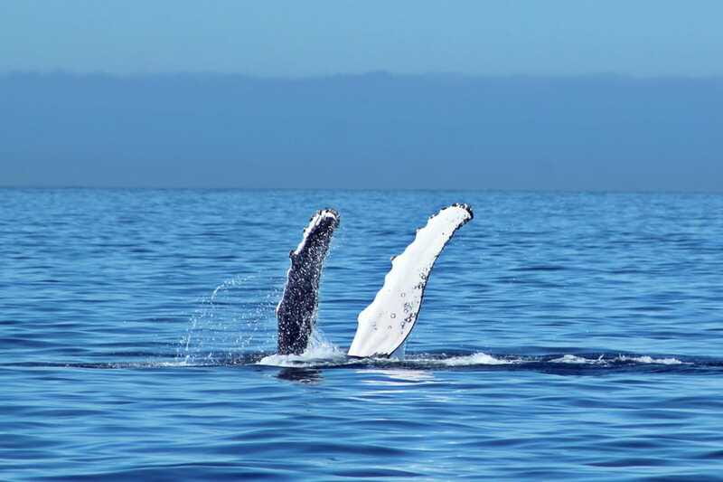 Cabo San Lucas: Whale Watching Experience on Catamaran - What the included meal and bar really mean