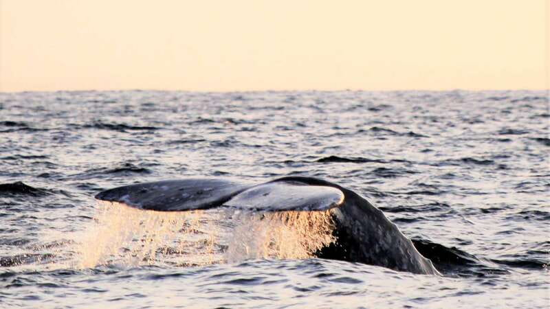 Cabo San Lucas: Whale Watching Experience on Catamaran - Should you book this Cabo whale-watching trip?