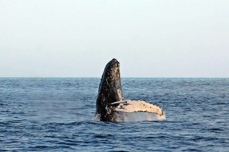 Cabo San Lucas: Whale Watching Experience on Catamaran - Leaving Cabo San Lucas by catamaran