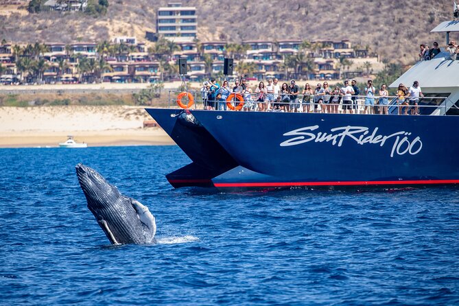 Cabo San Lucas Whale Watching Lunch Cruise - Lunch, Open Bar, and the Ride Back