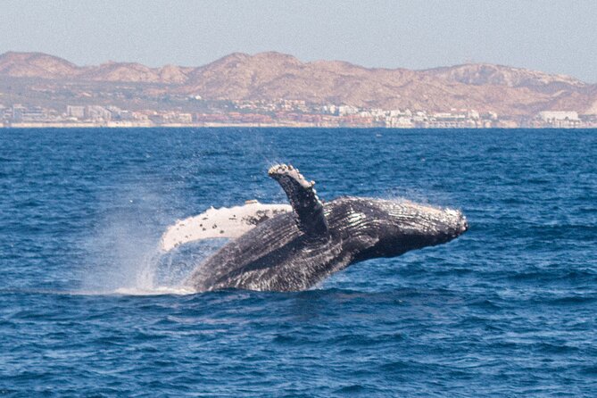 Cabo San Lucas Whale Watching Lunch Cruise - Accessibility, Timing, and Important Limits