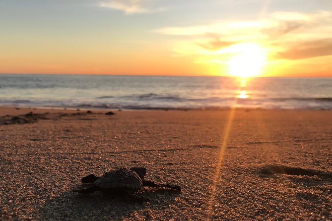 Cabo Turtle Release - Meeting marine biologists before the release