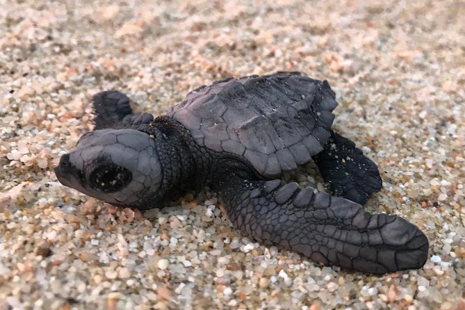 Cabo Turtle Release - Sunset on a Pacific beach