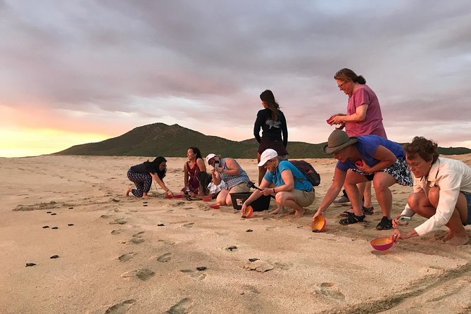 Cabo Turtle Release - Why this works well for families