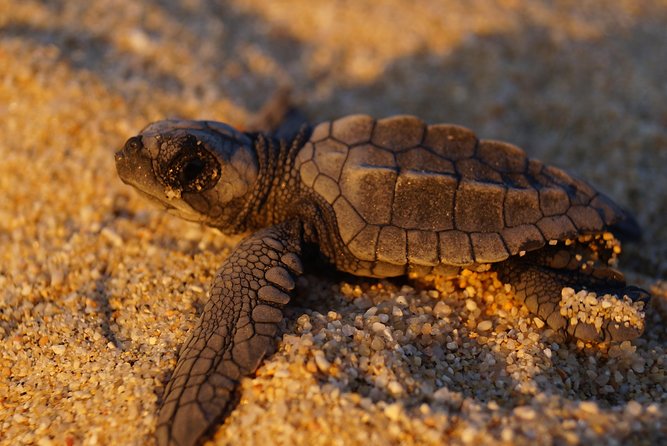 Cabo Turtle Release - Transport from central Cabo San Lucas