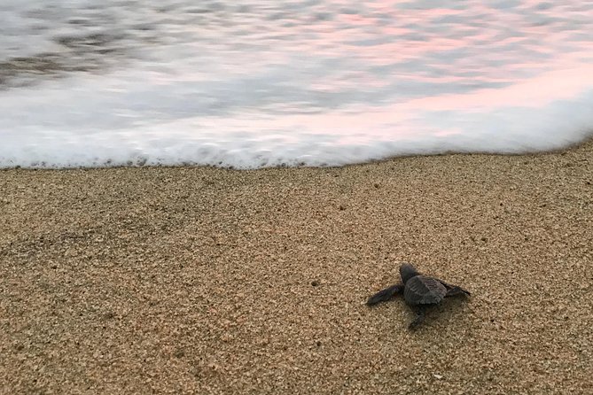 Cabo Turtle Release - Is the $109 price fair?