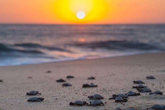 Cabo Turtle Release - Timing, weather, and cancellation details