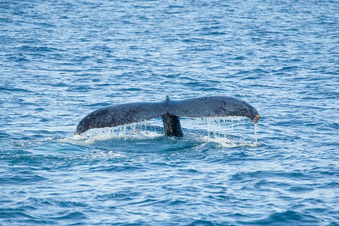 Cabo Whale Watch Three-Level Vessel and Majestic Arch - Searching for gray and humpback whales