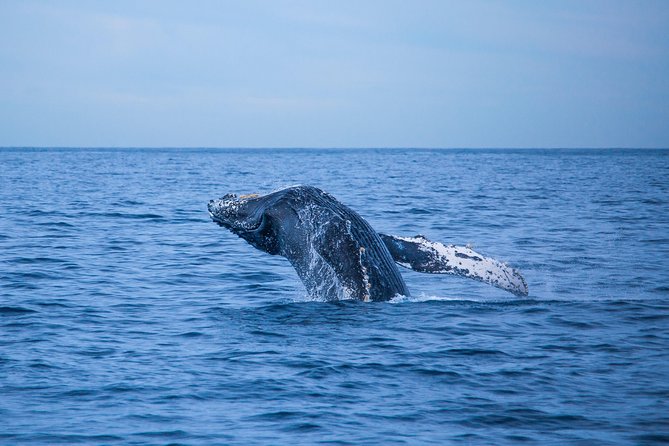 Cabo Whale Watch Three-Level Vessel and Majestic Arch - Desert coast views between the sightings