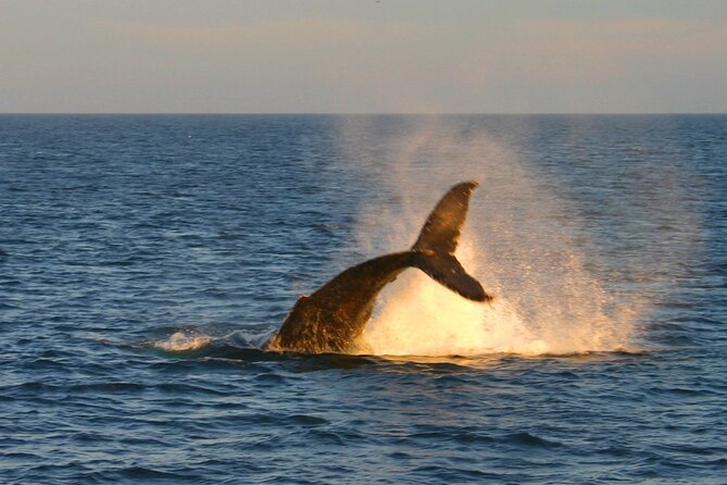 Cabo Whale Watch Three-Level Vessel and Majestic Arch - Open bar, soft drinks, and DJ music
