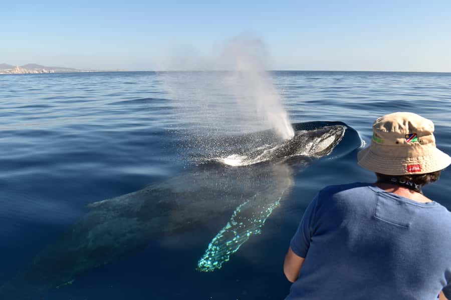 Cabo: Whale-Whatching Boat Trip w/ All-Women Crew and Photos - Quick takeaways