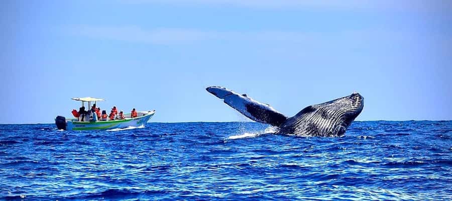 Cabo: Whale-Whatching Boat Trip w/ All-Women Crew and Photos - A small boat with a big advantage