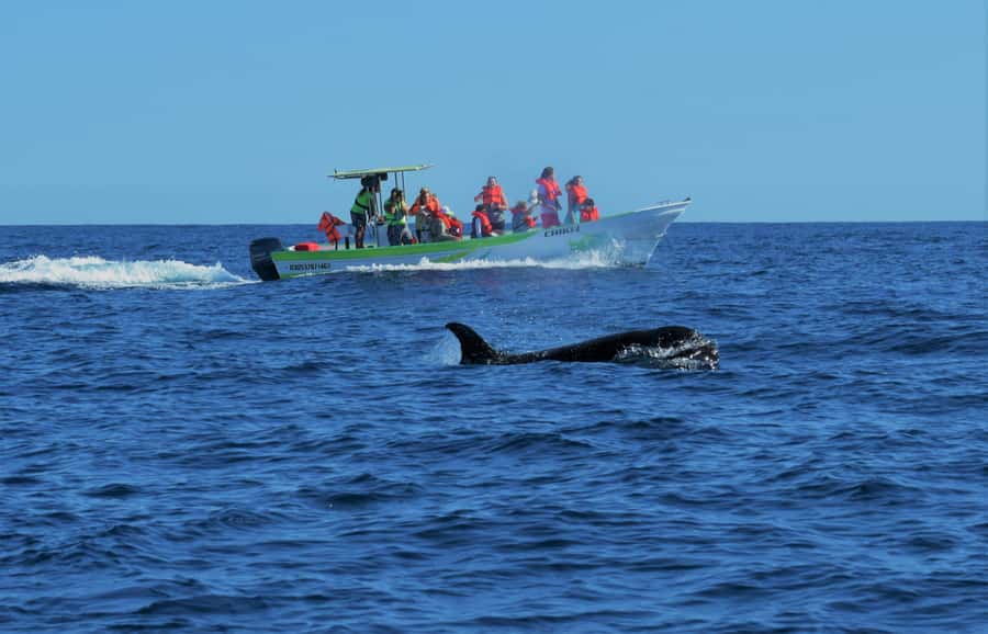 Cabo: Whale-Whatching Boat Trip w/ All-Women Crew and Photos - The Arch comes first