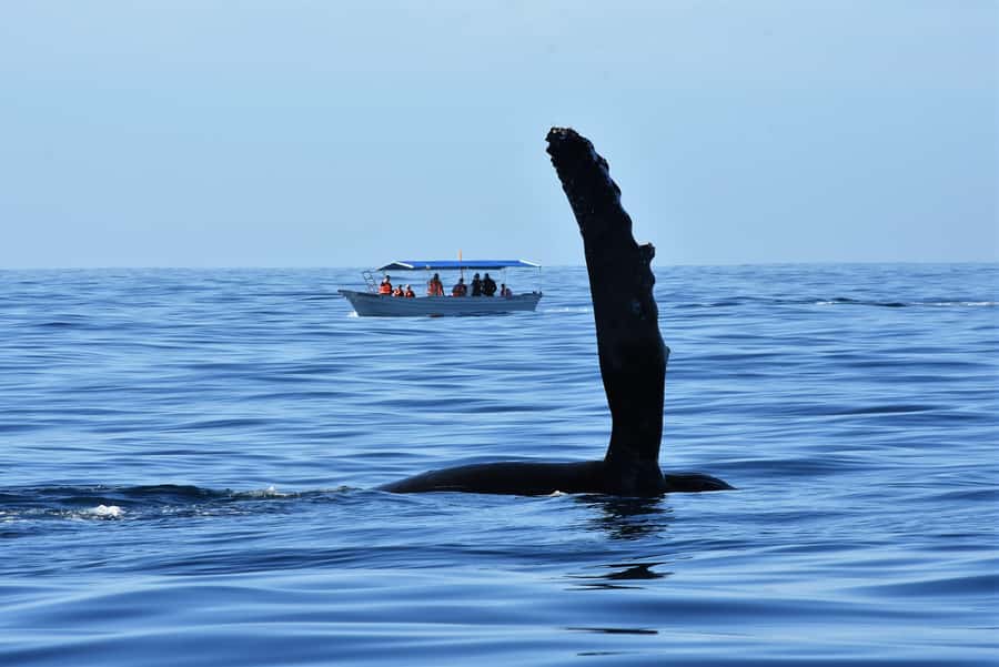 Cabo: Whale-Whatching Boat Trip w/ All-Women Crew and Photos - The hydrophone is the memorable extra