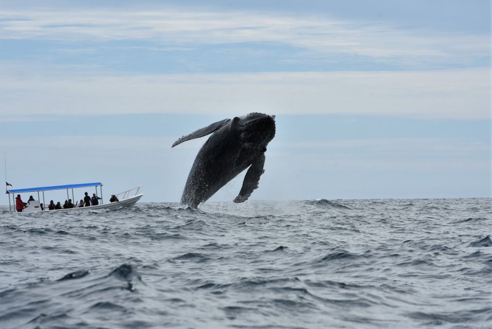 Cabo: Whale-Whatching Boat Trip w/ All-Women Crew and Photos - Photos let you watch instead of work