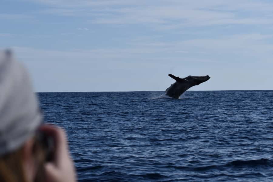 Cabo: Whale-Whatching Boat Trip w/ All-Women Crew and Photos - What the $91 price really covers
