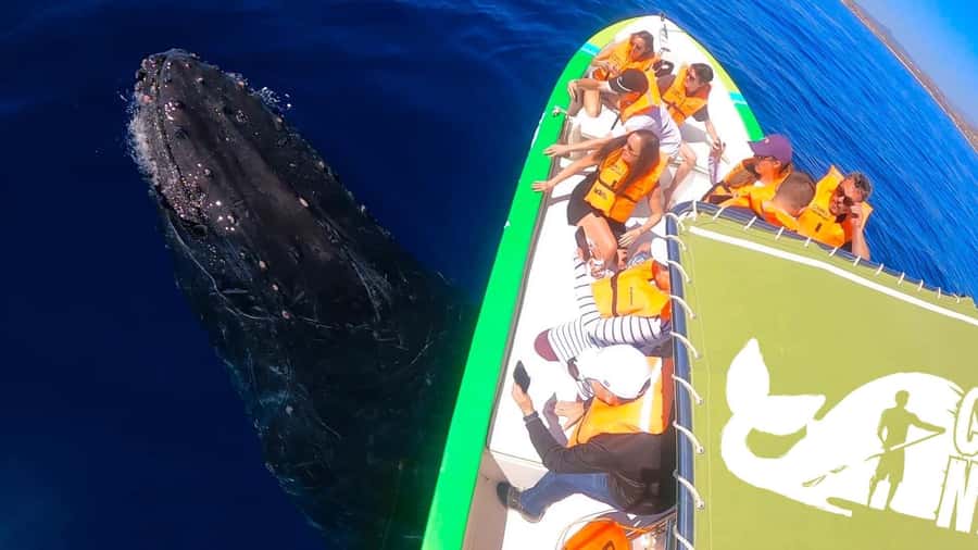 Cabo: Whale-Whatching Boat Trip w/ All-Women Crew and Photos - Safety, comfort, and timing