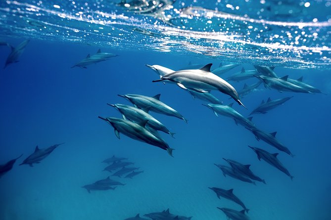 Cabo Wildlife Safari - A small boat and a big Pacific view