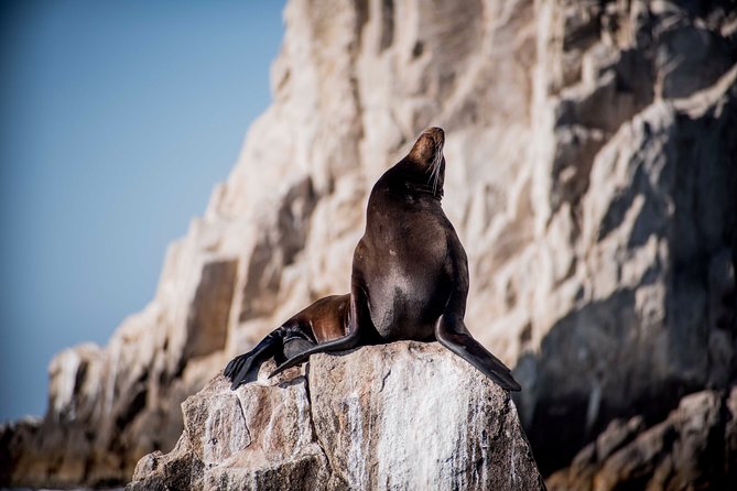Cabo Wildlife Safari - Whale watching depends on the calendar