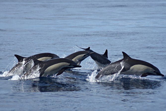 Cabo Wildlife Safari - May and June bring a different spectacle