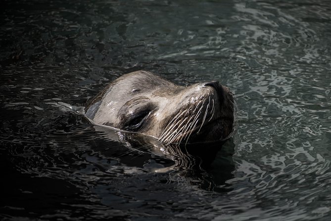 Cabo Wildlife Safari - The guide can shape the whole experience