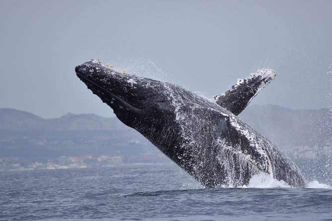 Cabo Wildlife Safari - Is $109 a fair price?