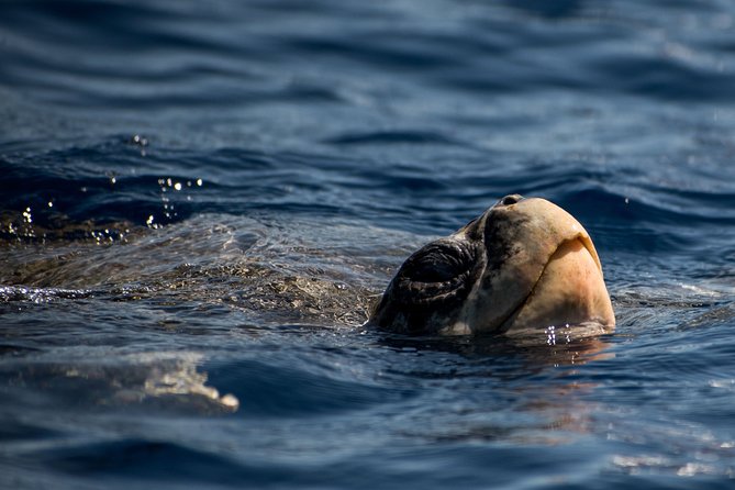 Cabo Wildlife Safari - Who should choose this Cabo outing?