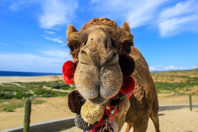 Cactus Combo Combine two of your favorite desert tours - Two Cabo rides in one desert outing