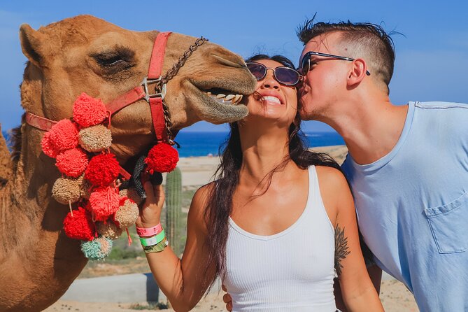 Camel Ride Experience in Los Cabos with Pick up and Lunch - A short ride over beach, dunes, and desert