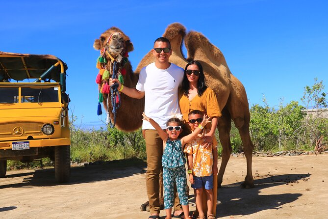 Camel riding experience on the shores of the Pacific Ocean - Meeting the camels before the ride
