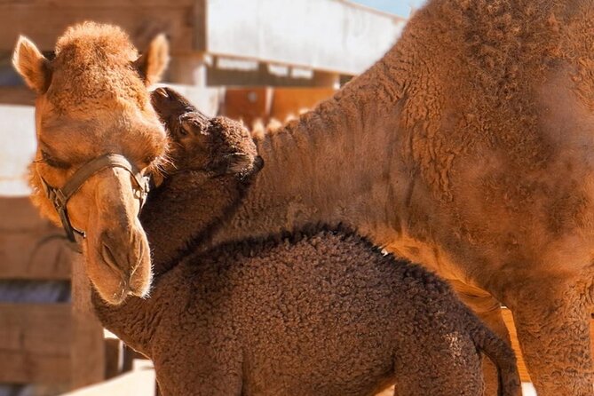 Camel Safari and Gastronomic Experience in Los Cabos - Tequila, mezcal, and damiana at the finish
