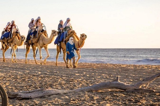 Camel Safari and Gastronomic Experience in Los Cabos - Who will get the most from this outing