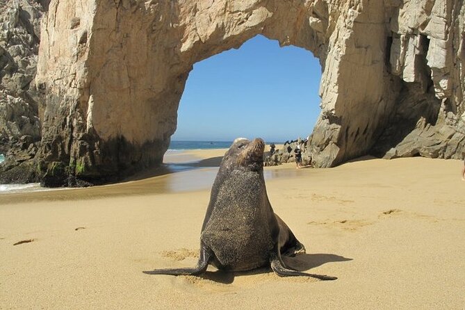 Clear Boat Ride with City Tour in Los Cabos - Booking and cancellation details