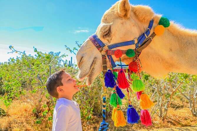Combo Off Road 4x4 UTV Camel Ride Lunch and Tequila Tasting - Tequila, Damiana, and the final tasting