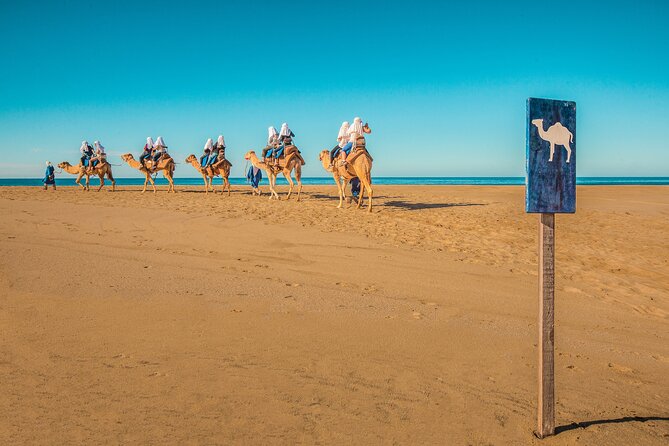 Combo Single Offroad 4x4 UTV, Camel Ride, Lunch & Tequila Tasting - Meeting the camels beside the Pacific